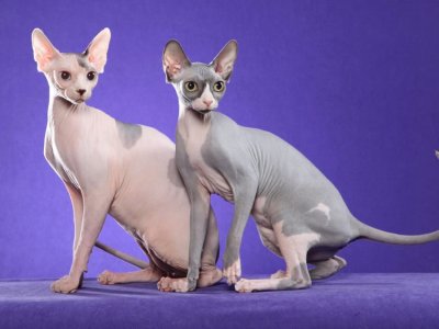 פאזל של Sphynx