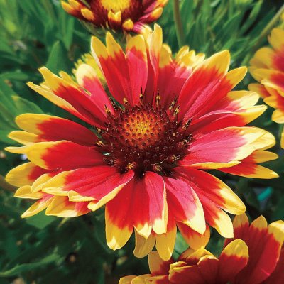 Flor Hermosa jigsaw puzzle