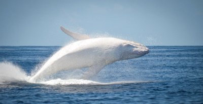 פאזל של Balena bianca