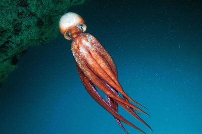 Cefalopode