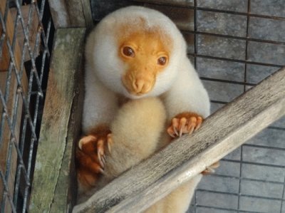 פאזל של Cuscus mahado