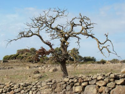 SS292, Sardegna