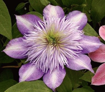 Clematis jigsaw puzzle