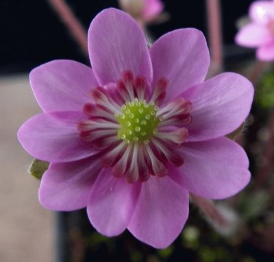 Hepatica jigsaw puzzle