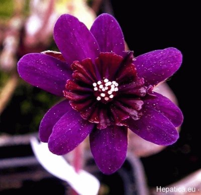 Hepatica jigsaw puzzle