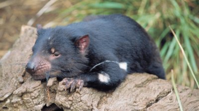 Diavolo della tasmania