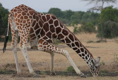 פאזל של Giraffa