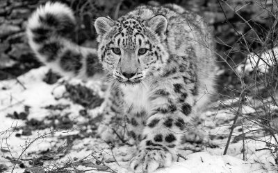 Leopardo delle nevi