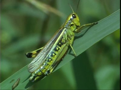 Locusta