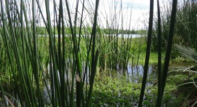 Estero de San JosÃ© del Cabo