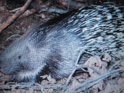 Porcospino