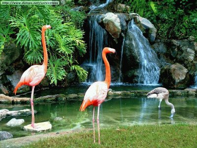 flamencos jigsaw puzzle