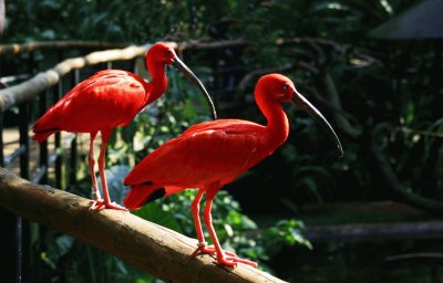 פאזל של Fauna argentina