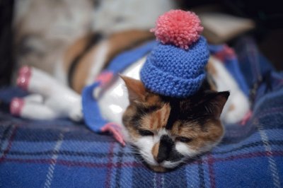 פאזל של cat in the hat