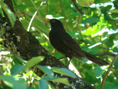 פאזל של Saint-Pierre d 'Albigny, Savoie