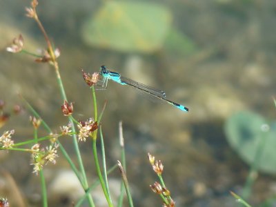 פאזל של Saint-Jean de la Porte, Savoie