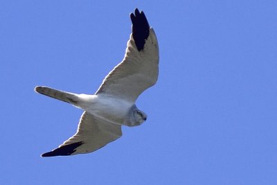 Albanella pallida