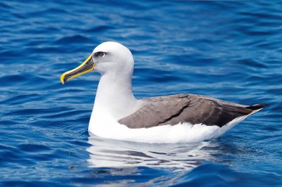 Albatro beccogiallo jigsaw puzzle