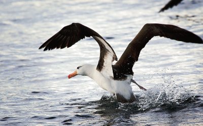 Albatro sopraccigli neri