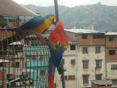 Guacamayos de visita