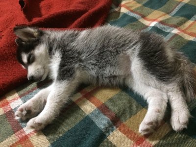 Husky Siberian