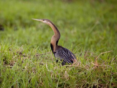 פאזל של Aninga africana