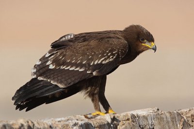 Aquila anatraia maggiore