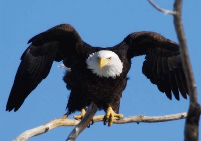 Aquila calva