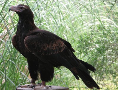 Aquila codacuneata jigsaw puzzle