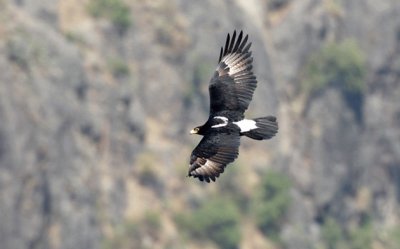 Aquila del verreaux