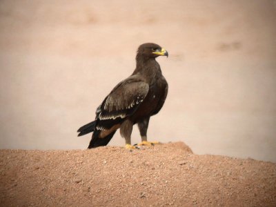 Aquila delle steppe