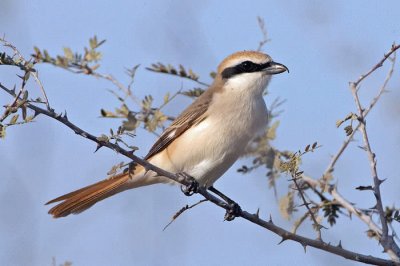 Averla isabellina