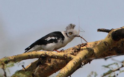 Averla piumata testagrigia