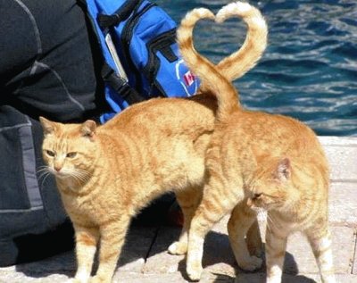 פאזל של love cats