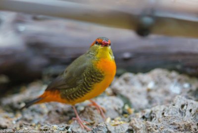 Bengalino ventre arancio