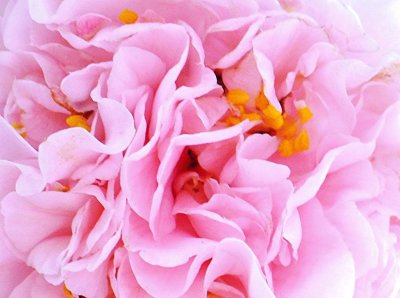 Double Camillia jigsaw puzzle