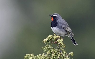 Calliope dell 'Himalaia