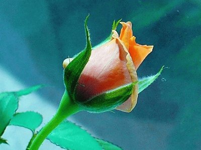 Mini-rose bud1 jigsaw puzzle