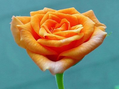 Mini-rose1