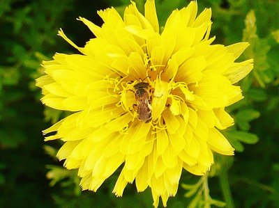 פאזל של Bee hiding in dandelion