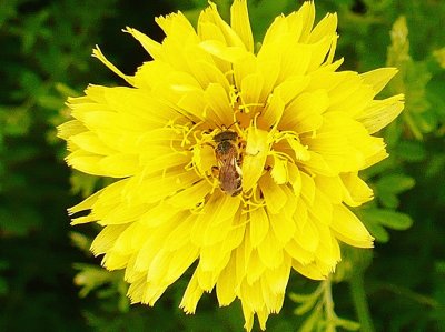 Bee hiding in dandelion