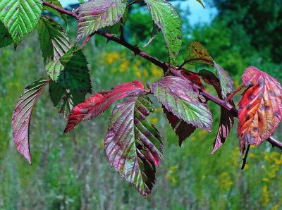 פאזל של Wild berry leaves in early fall