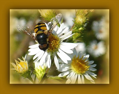 Bee on small daisy2 jigsaw puzzle