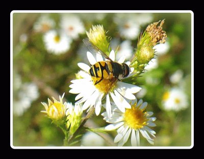 Bee on small daisy3 jigsaw puzzle