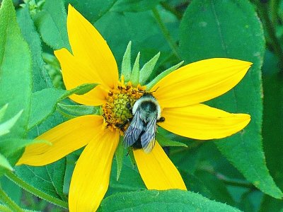 Bee on yellow flower4