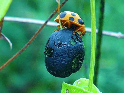 Ladybug4 jigsaw puzzle