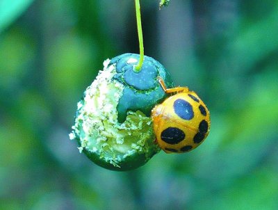 פאזל של Ladybug5