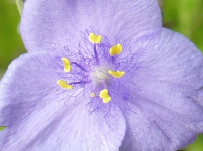 פאזל של Small purple flower1