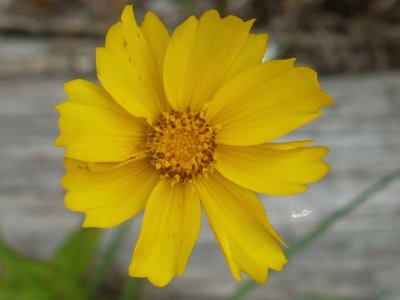 Yellow flower1