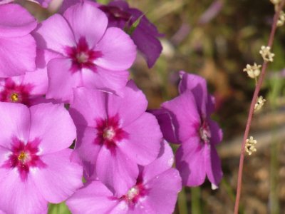 Phlox1 jigsaw puzzle